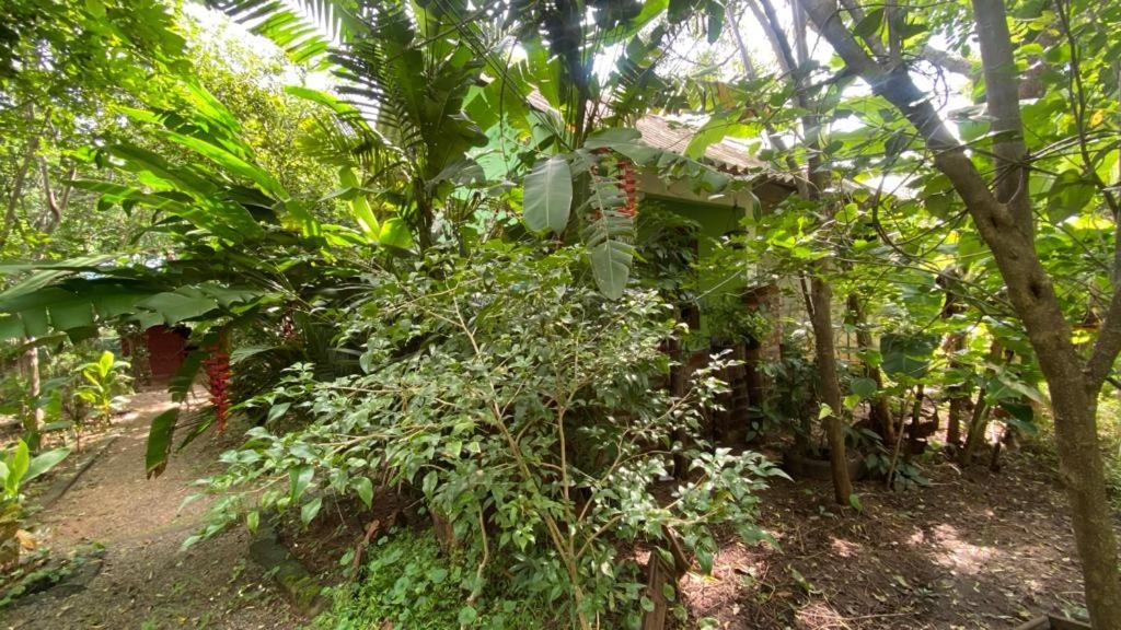 Forest Villa Nature Resort Анурадхапура Экстерьер фото