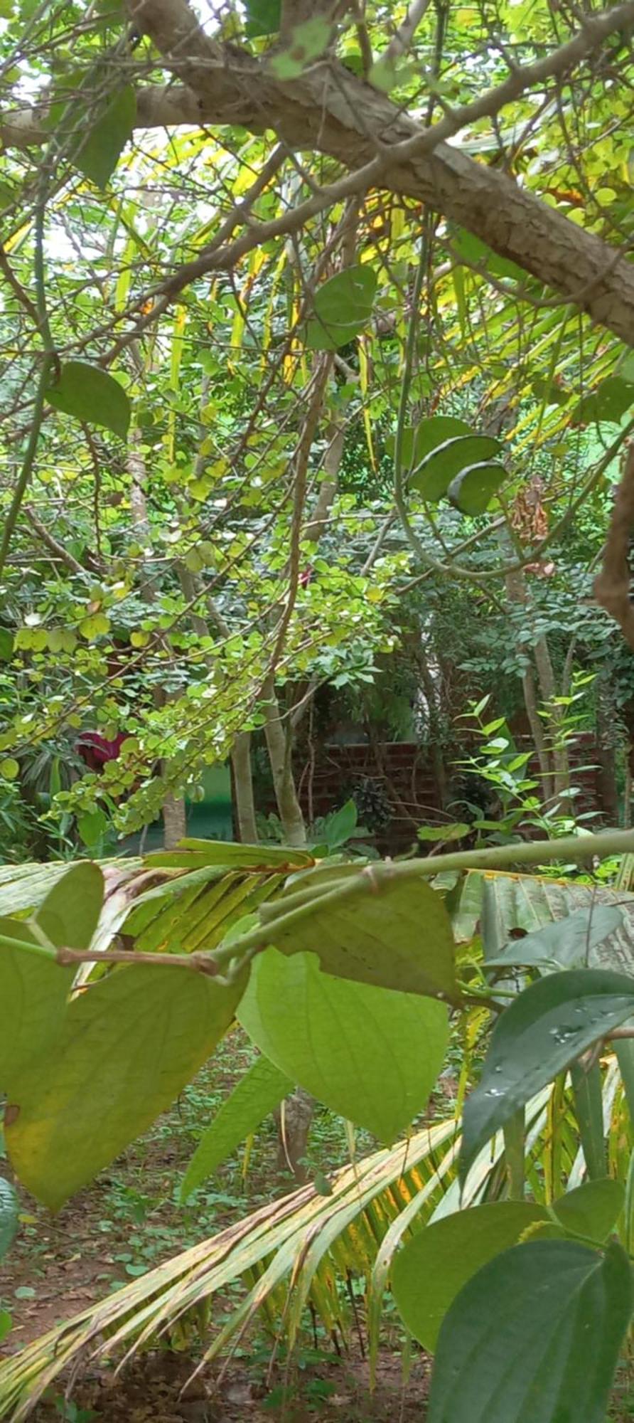 Forest Villa Nature Resort Анурадхапура Экстерьер фото