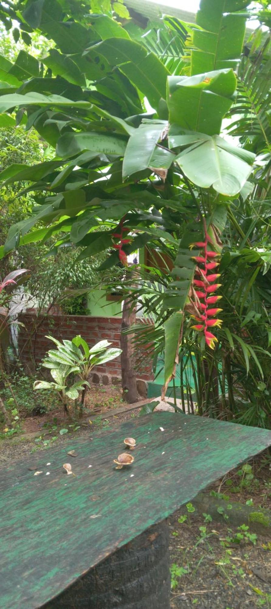 Forest Villa Nature Resort Анурадхапура Экстерьер фото