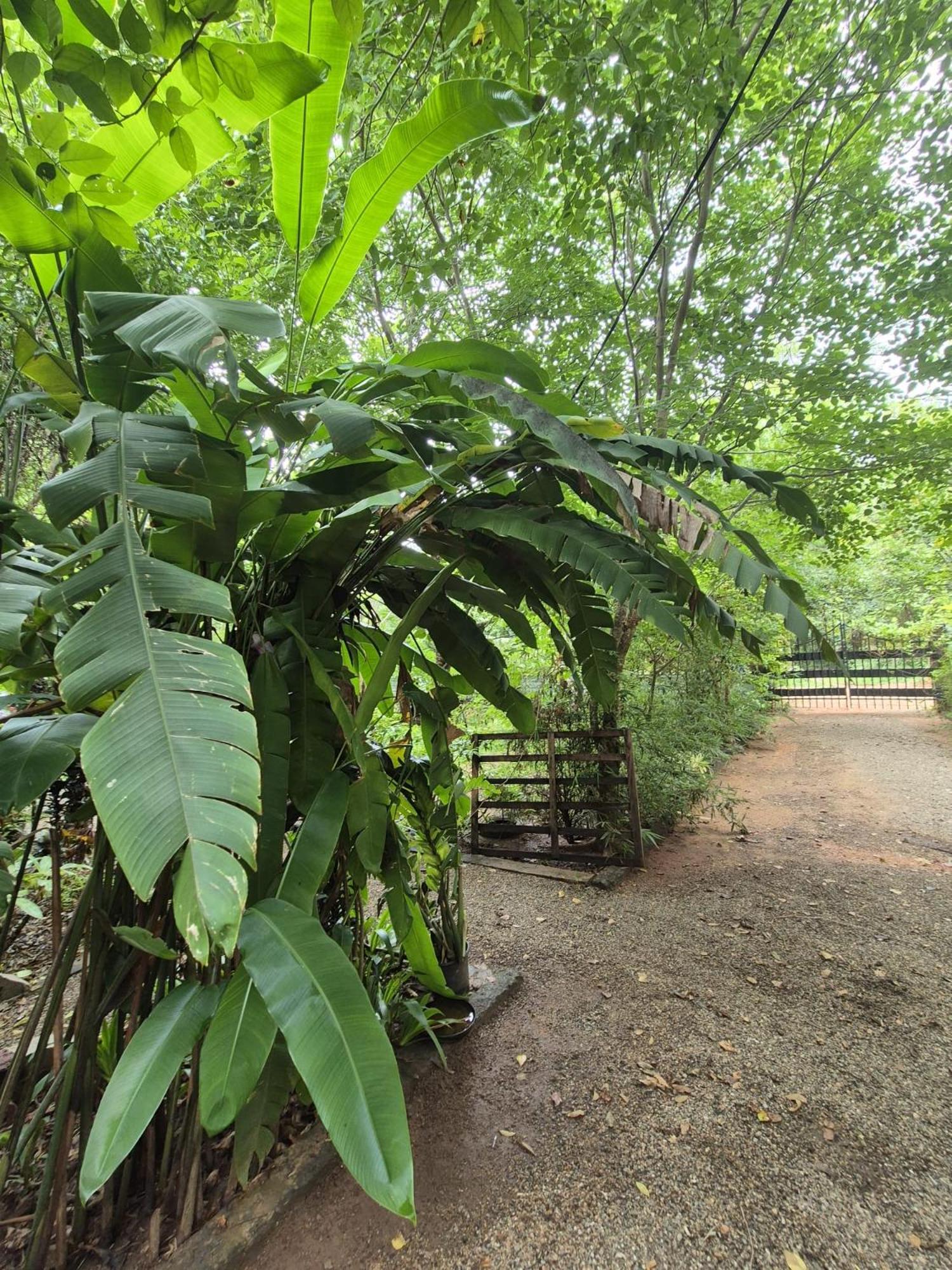 Forest Villa Nature Resort Анурадхапура Экстерьер фото